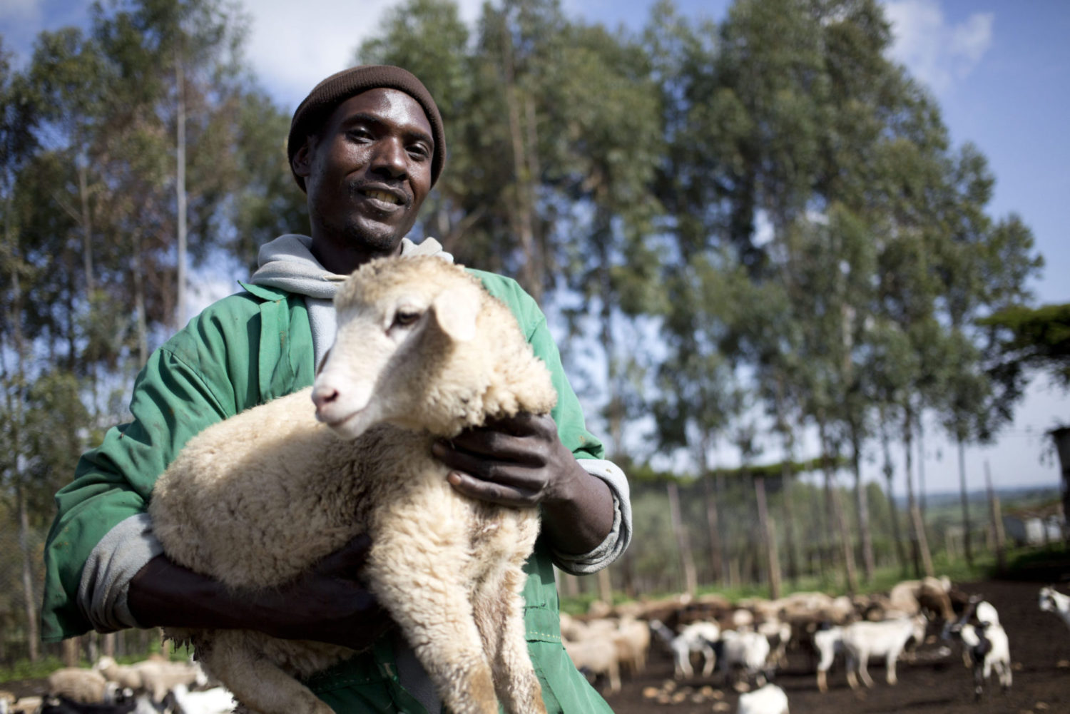 A man in Kenya holds a sheep