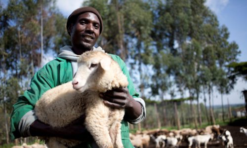 A man on a farm holds a lamb