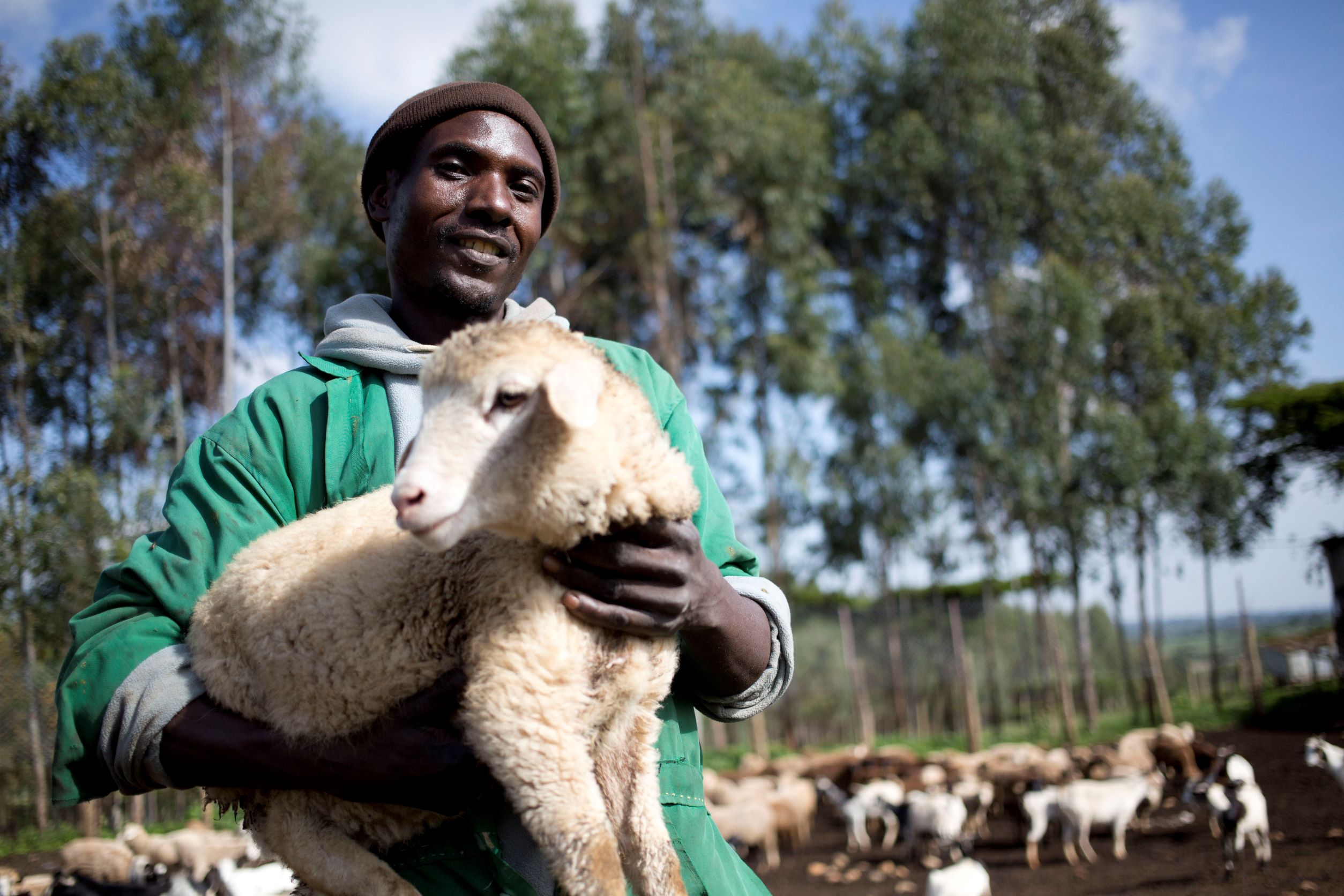 A man on a farm holds a lamb